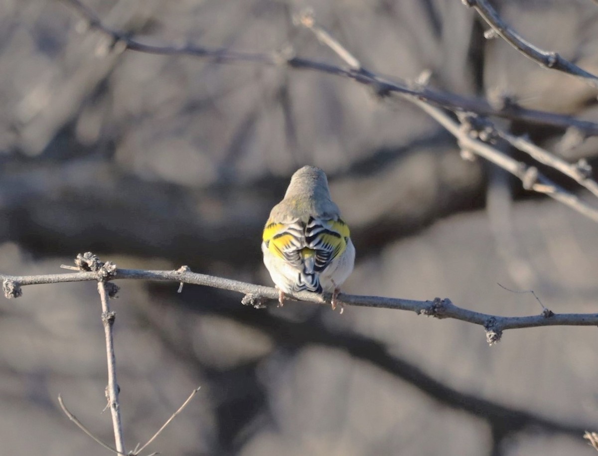 Lawrence's Goldfinch - ML556948041