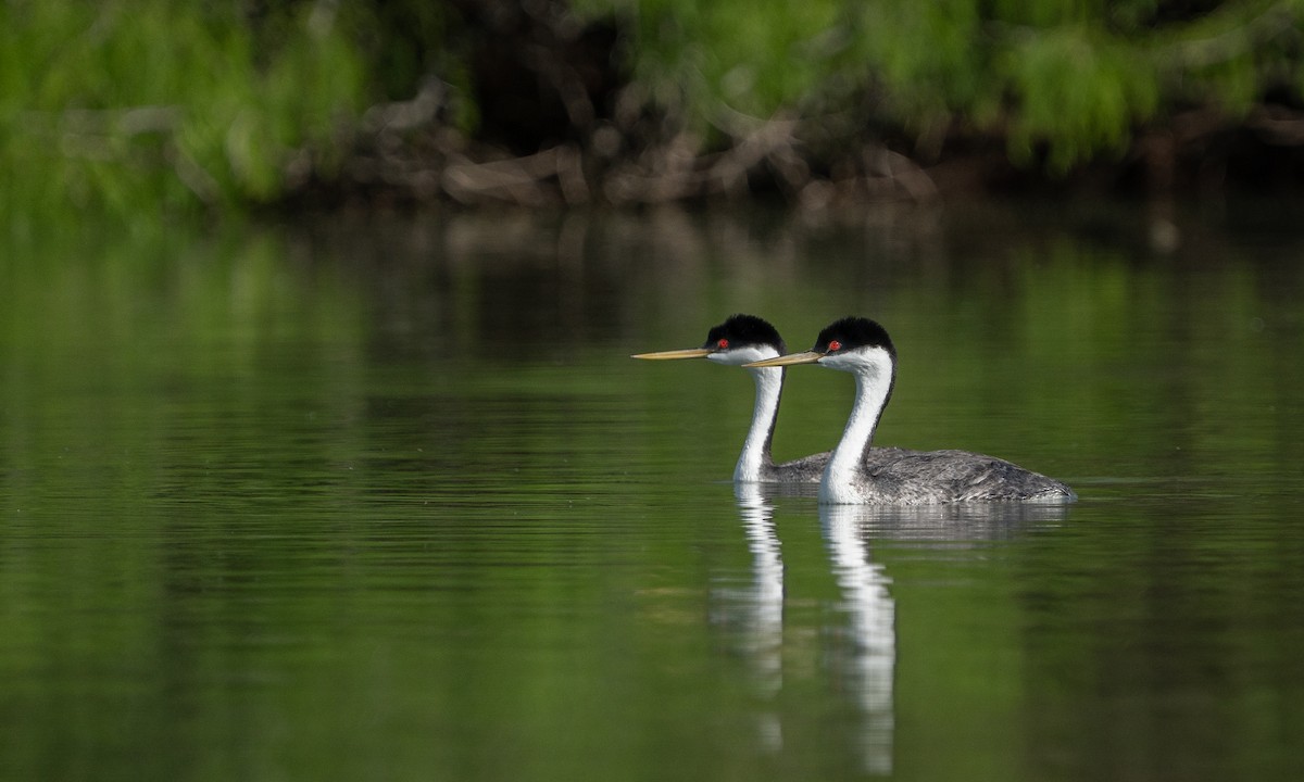 Western Grebe - ML556948061