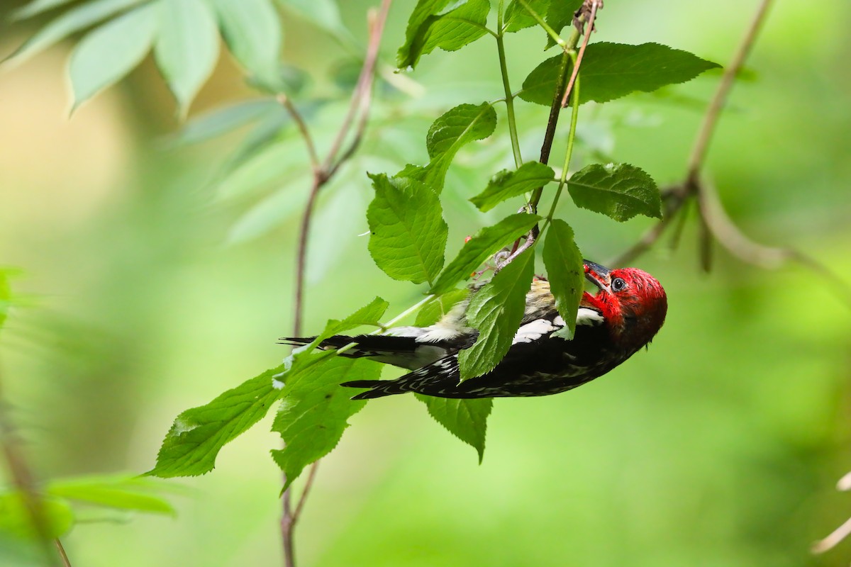 Red-breasted Sapsucker - ML556948521