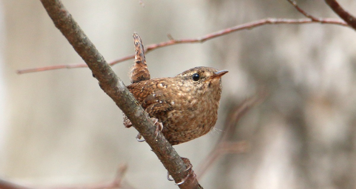 Winter Wren - Daniel Emlin