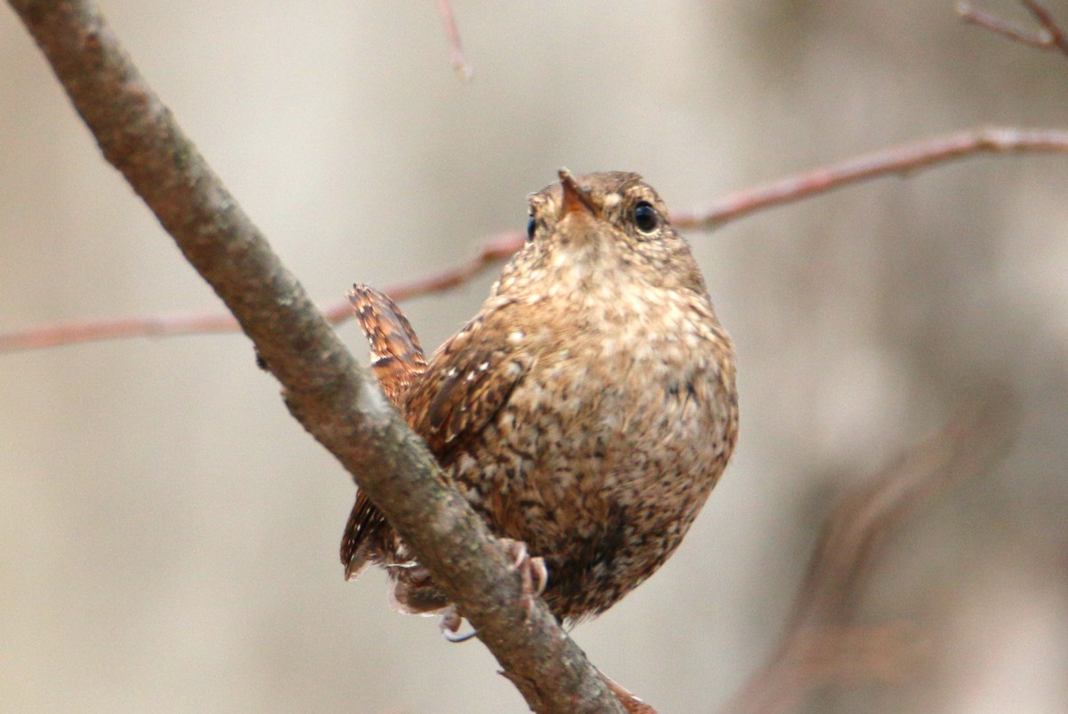 Winter Wren - Daniel Emlin