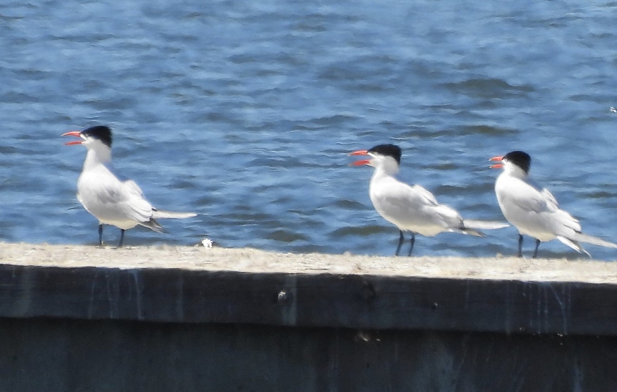 Caspian Tern - ML556951211