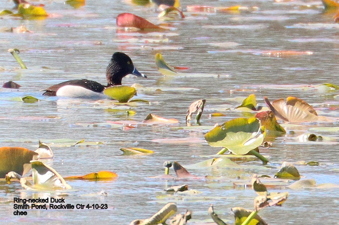 Ring-necked Duck - ML556951511