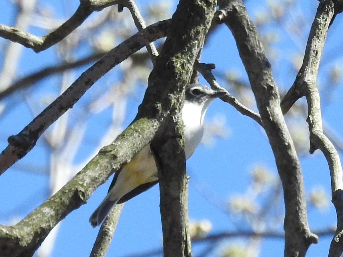 Blue-headed Vireo - Heather Aubke