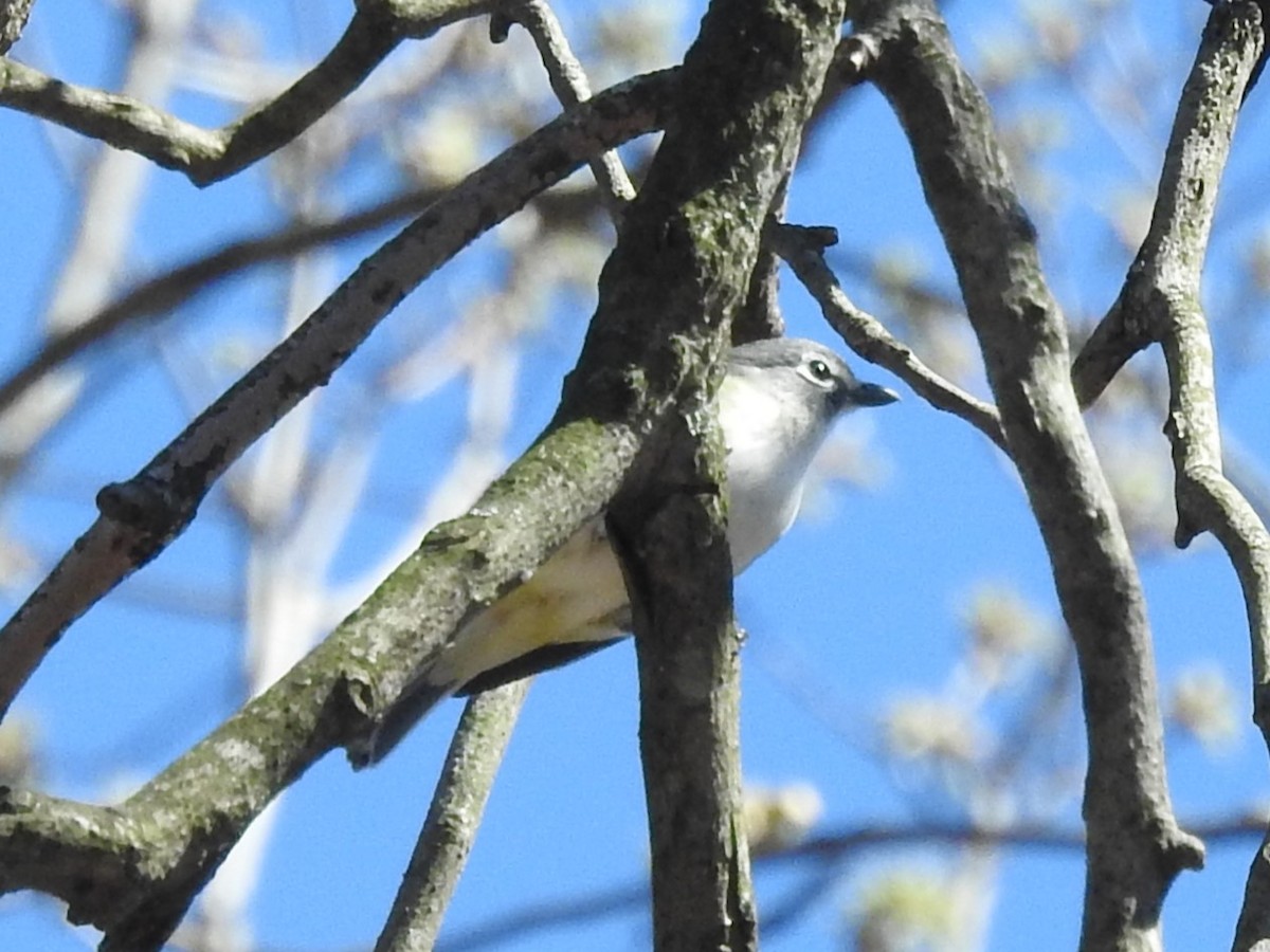 Blue-headed Vireo - Heather Aubke