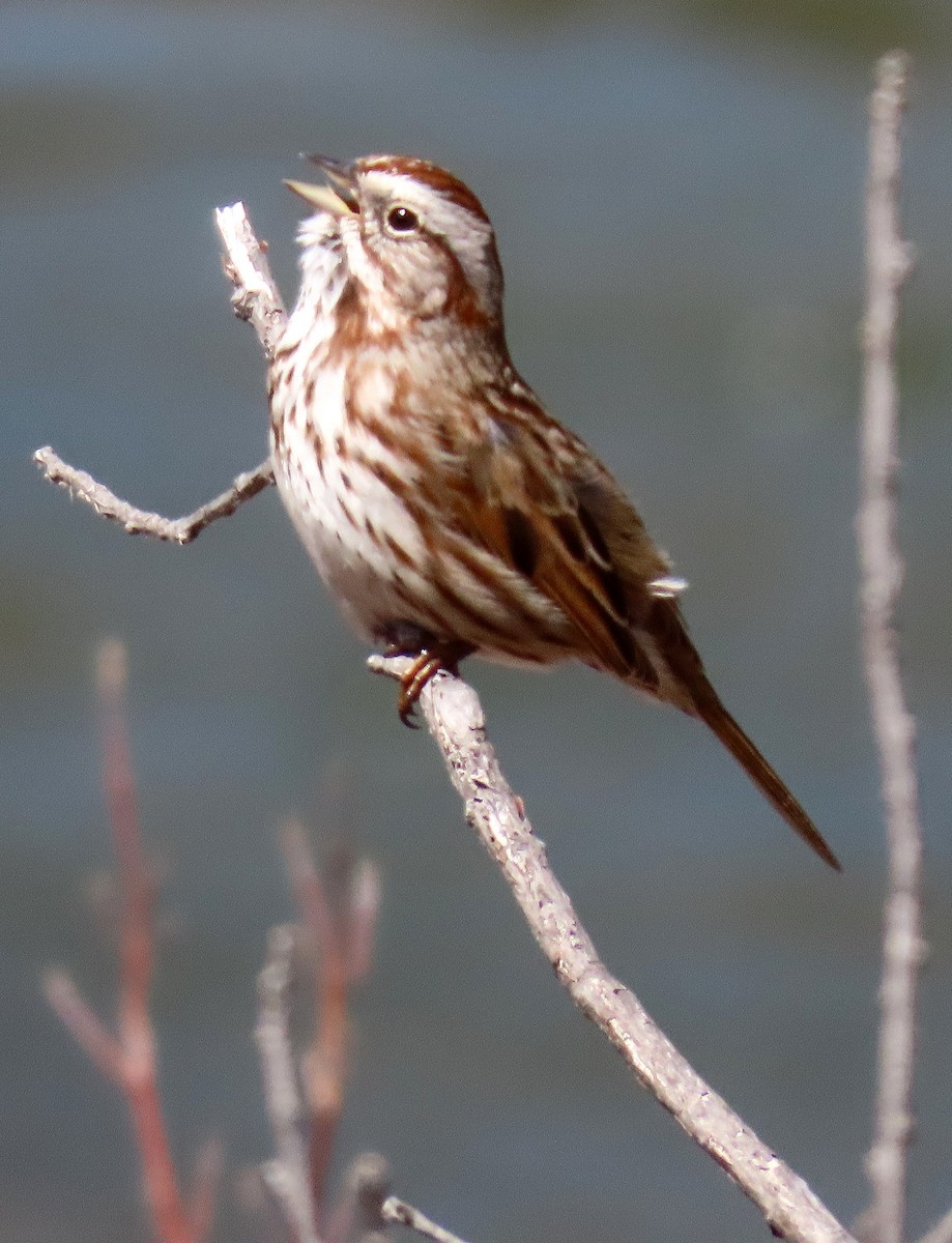 Song Sparrow - ML556952331