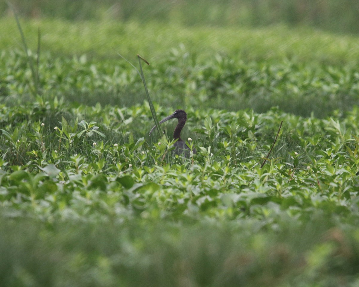 Glossy Ibis - ML556952441