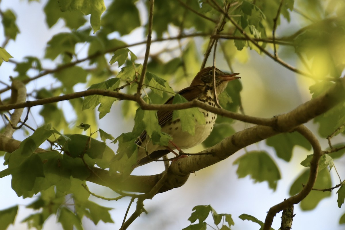 Wood Thrush - ML556952961