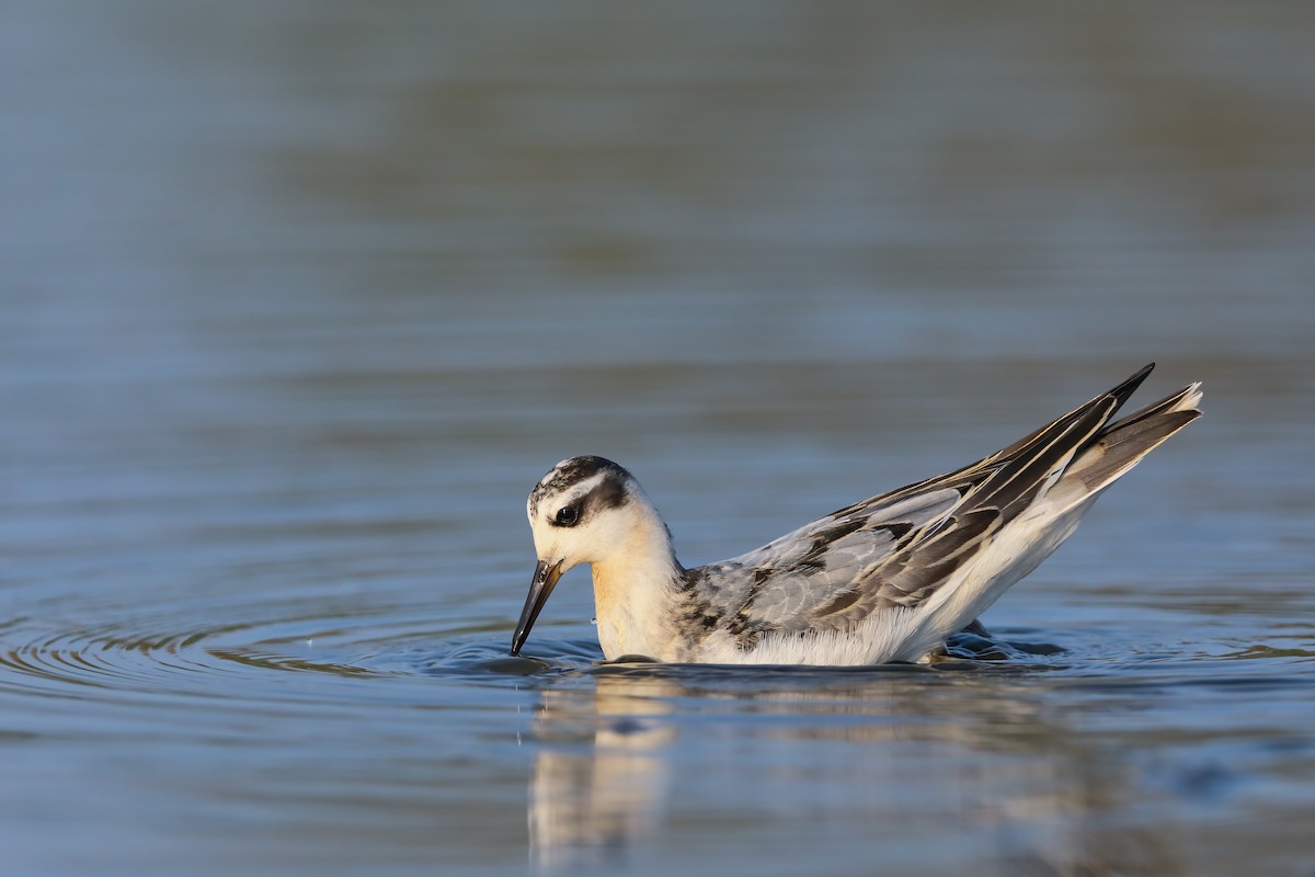 polarsvømmesnipe - ML556954371