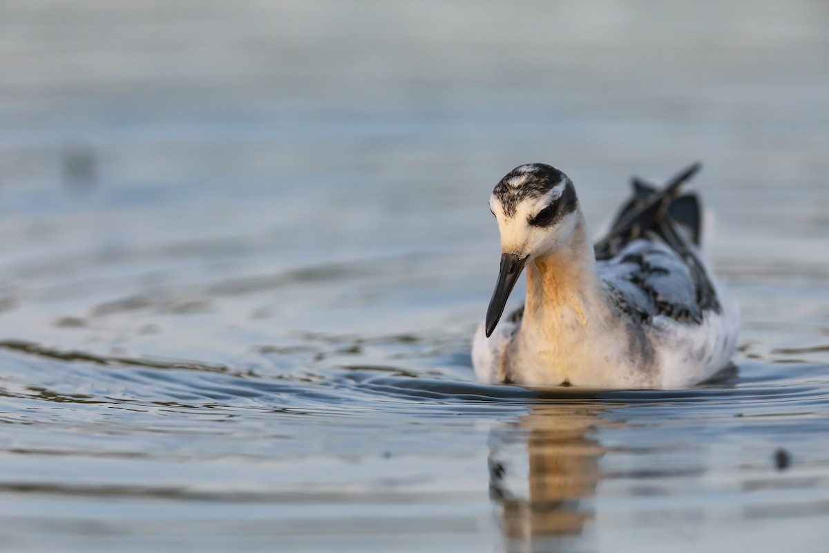 Red Phalarope - Scott Carpenter