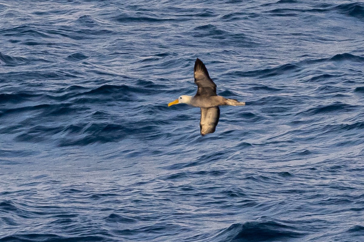 Albatros de Galápagos - ML556954501