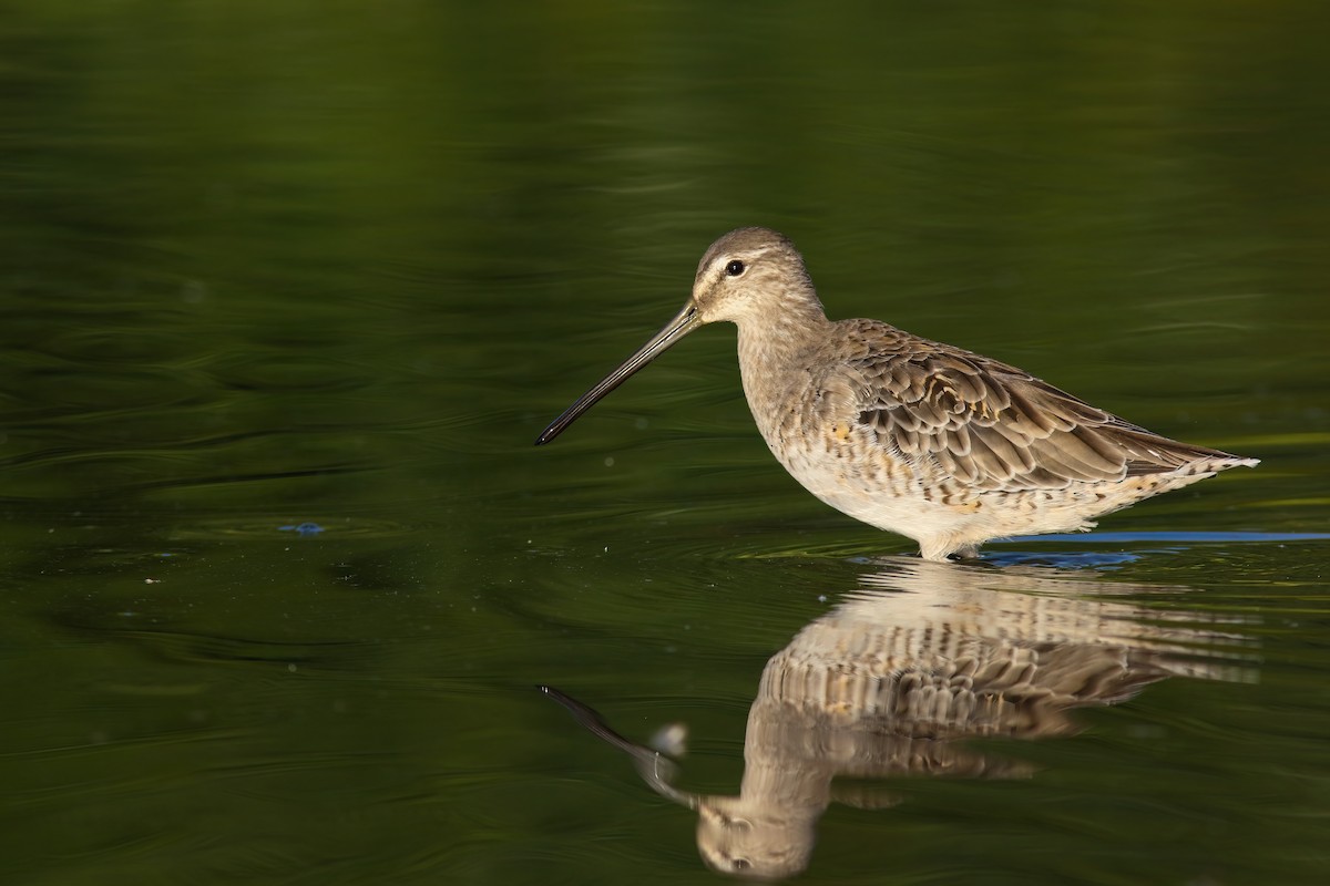 Long-billed Dowitcher - ML556955171