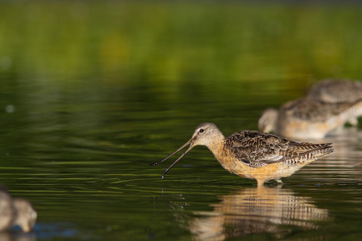 Long-billed Dowitcher - ML556955181