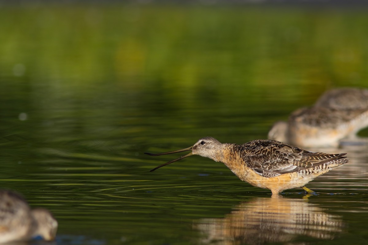Long-billed Dowitcher - ML556955191
