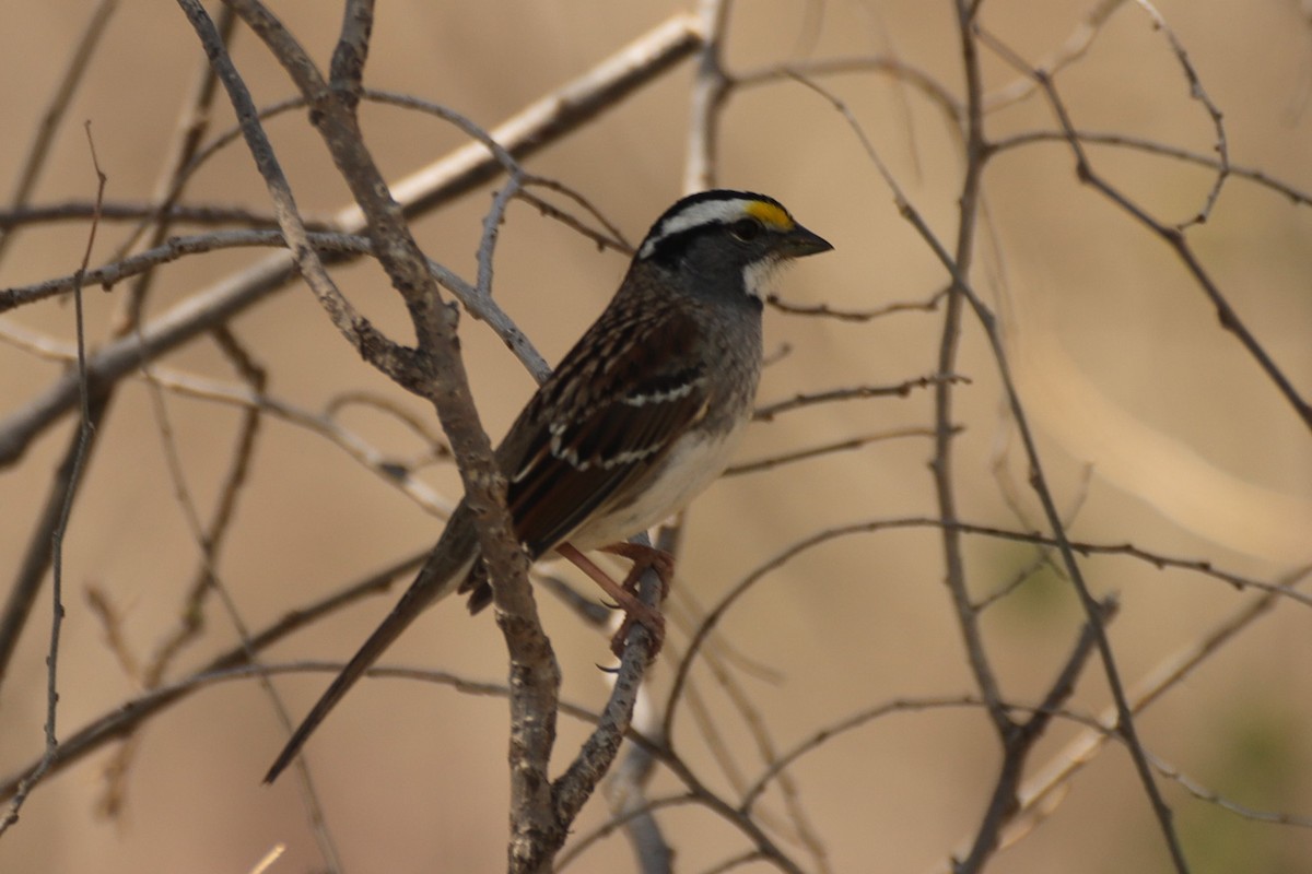 White-throated Sparrow - ML556955821