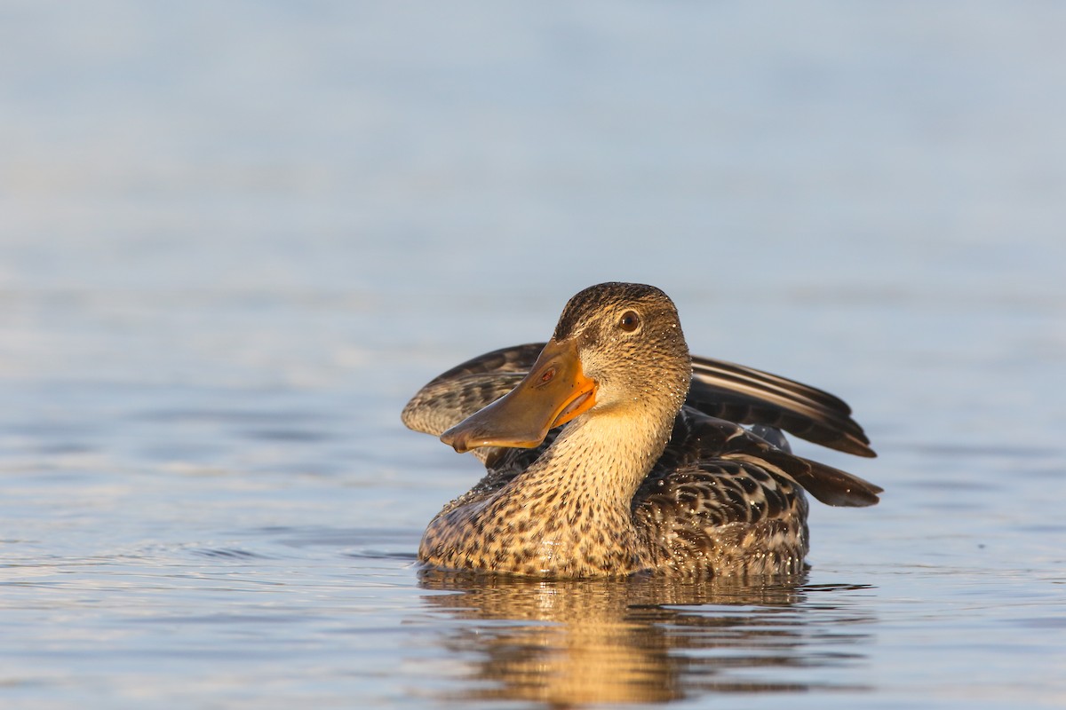 Northern Shoveler - ML556957891