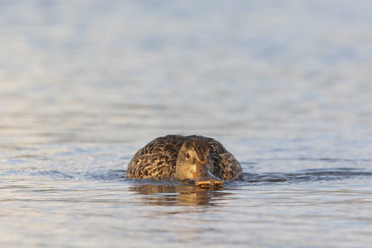 Northern Shoveler - ML556957901