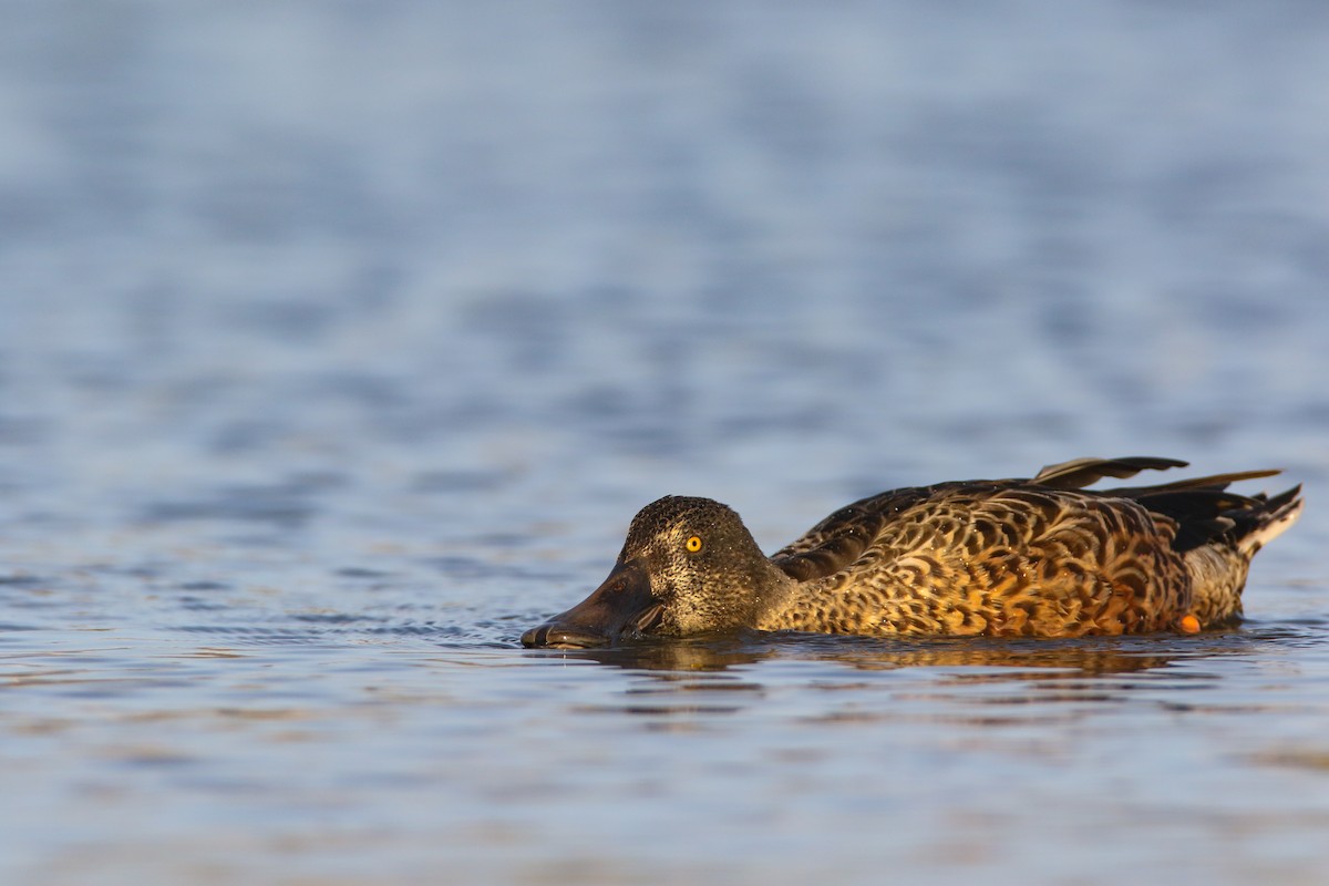 Northern Shoveler - ML556957921