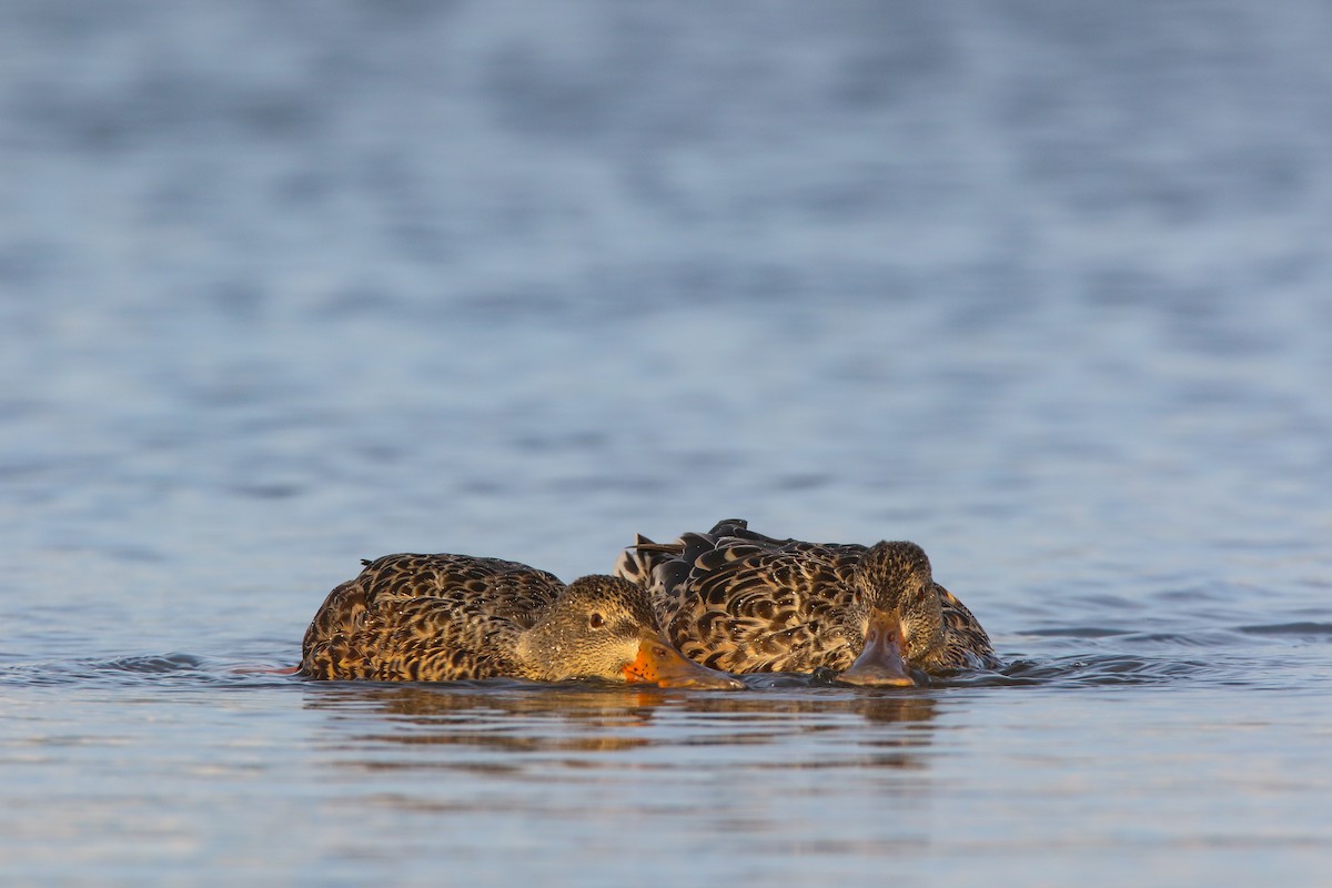 Northern Shoveler - Scott Carpenter