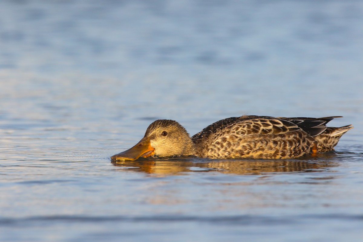 Northern Shoveler - Scott Carpenter