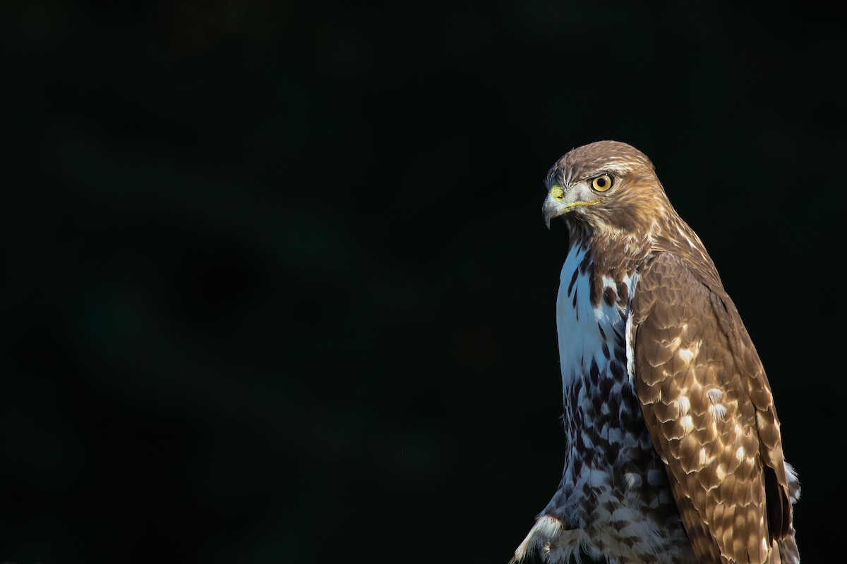 Red-tailed Hawk (calurus/alascensis) - ML556957991