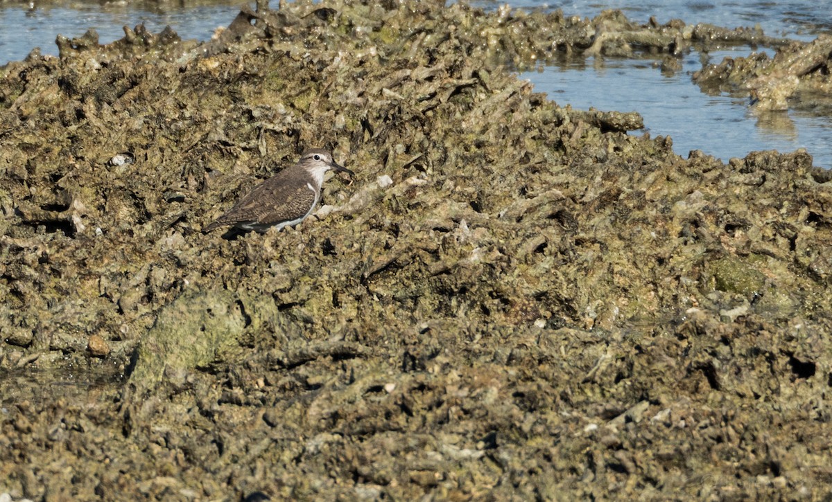 Common Sandpiper - Forest Botial-Jarvis