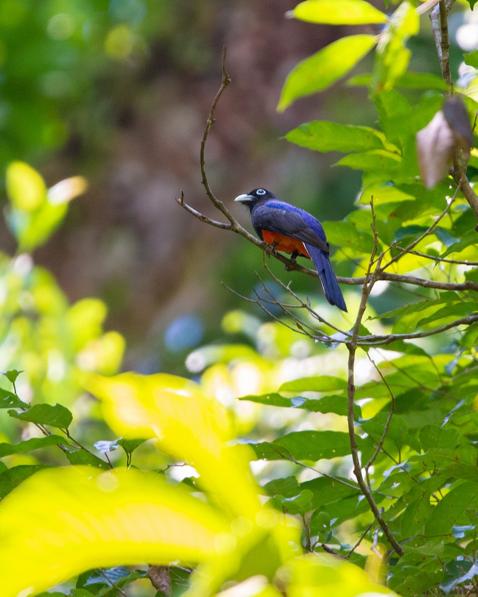 Baird's Trogon - ML556958311