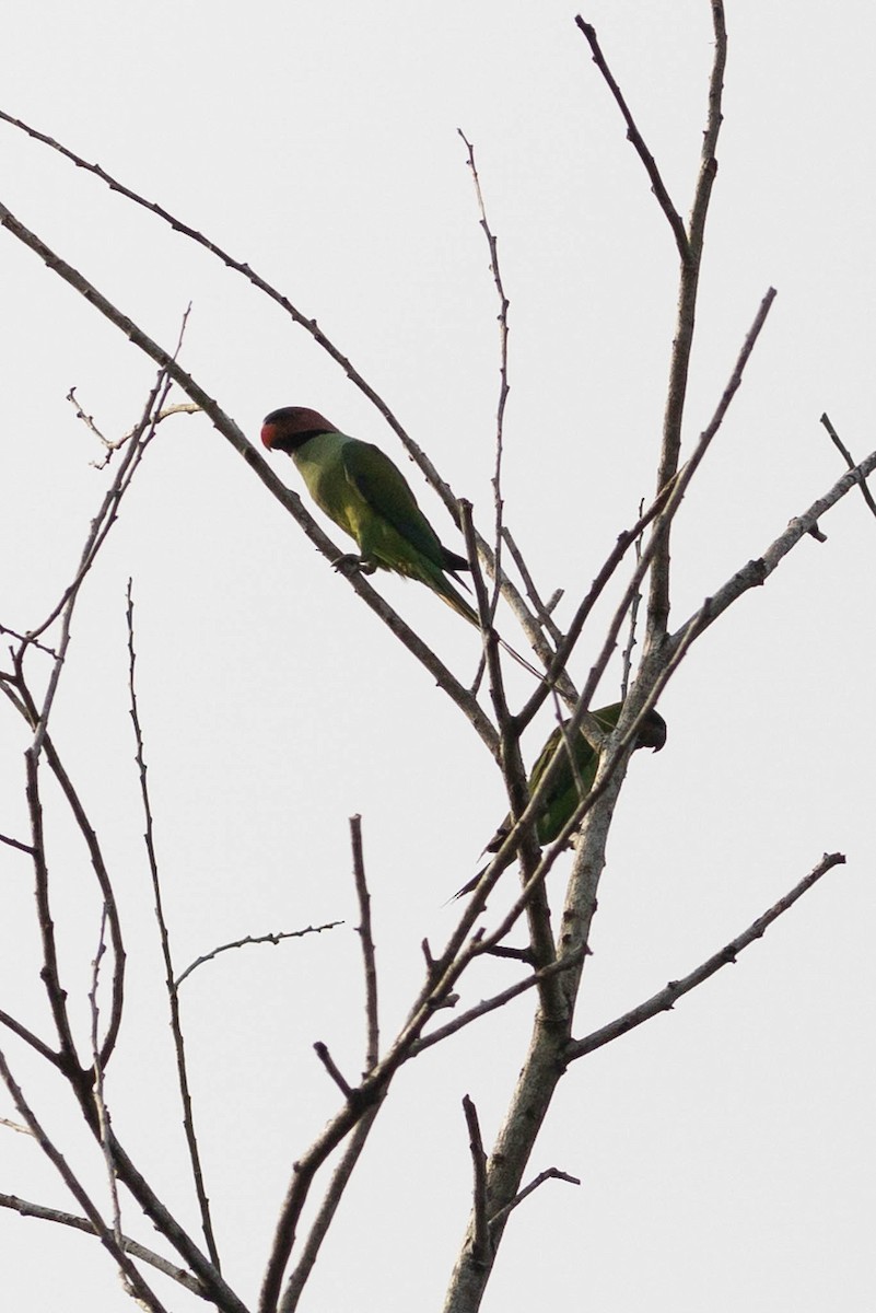 Uzun Kuyruklu Yeşil Papağan - ML556958861