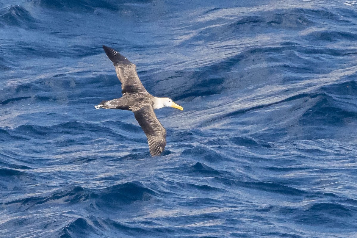 Waved Albatross - Ken Chamberlain