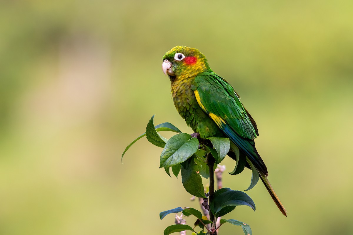 Sulphur-winged Parakeet - Maciej Kowalski