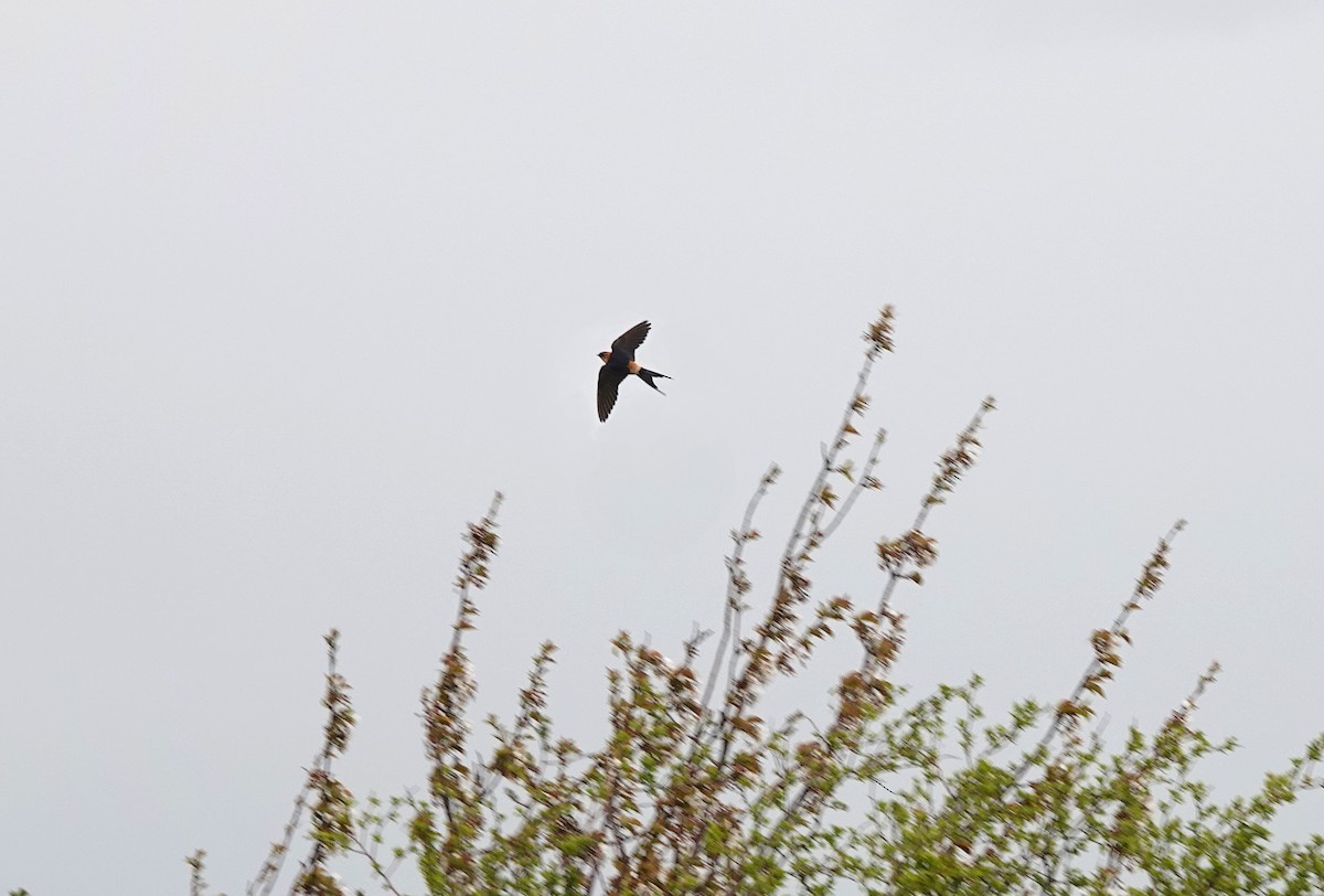 Red-rumped Swallow - ML556961221
