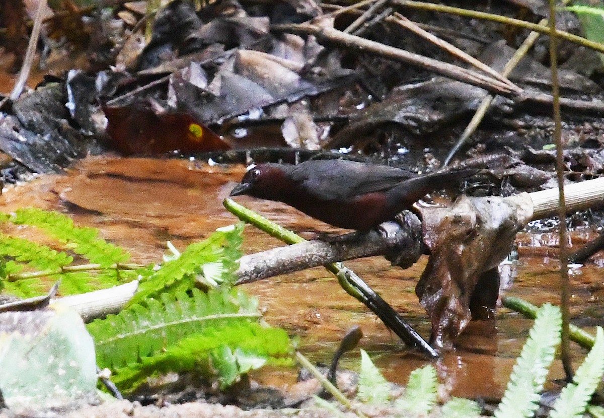 Chestnut-breasted Nigrita - Andreas Deissner