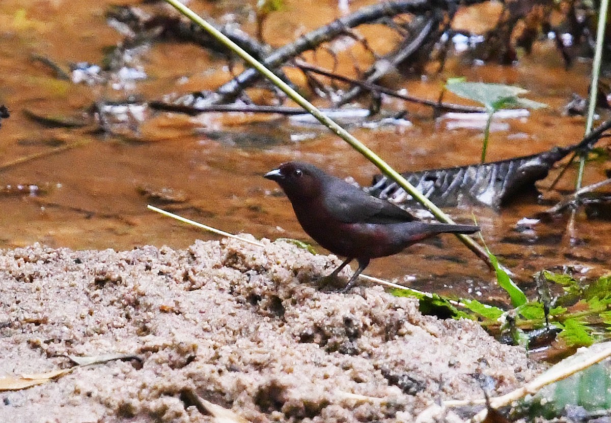 Chestnut-breasted Nigrita - Andreas Deissner