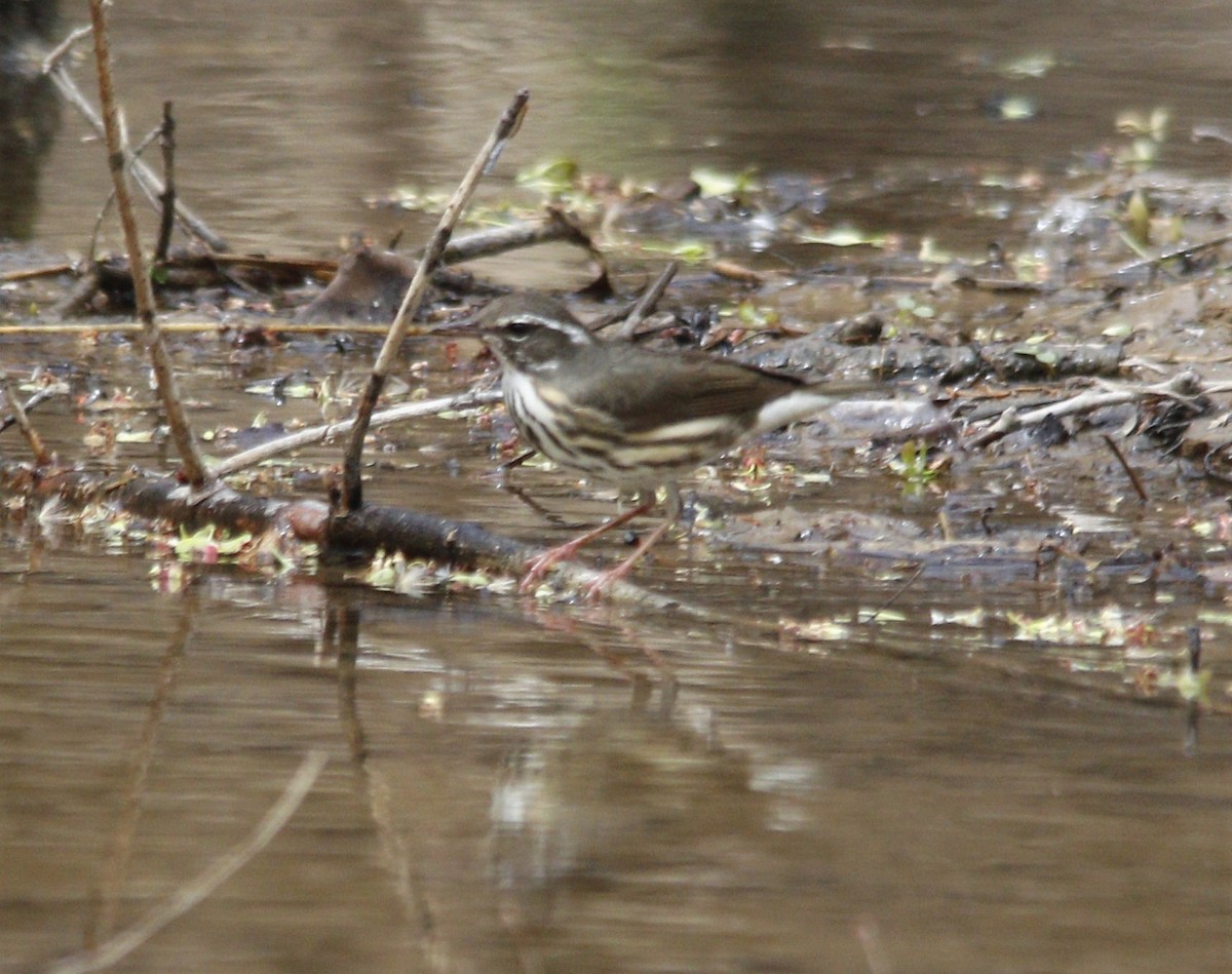 Louisiana Waterthrush - ML556963261