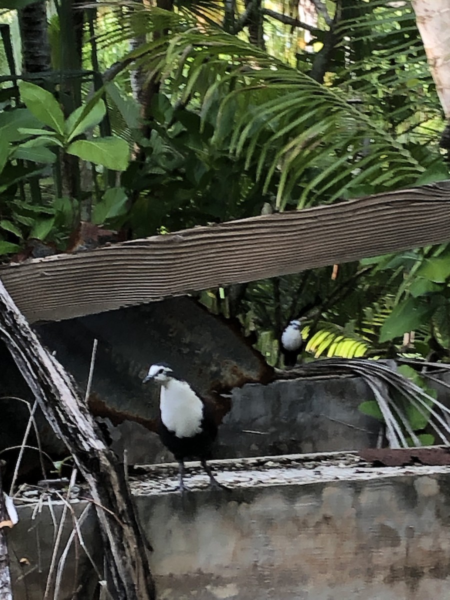 Polynesian Ground Dove - ML556966021