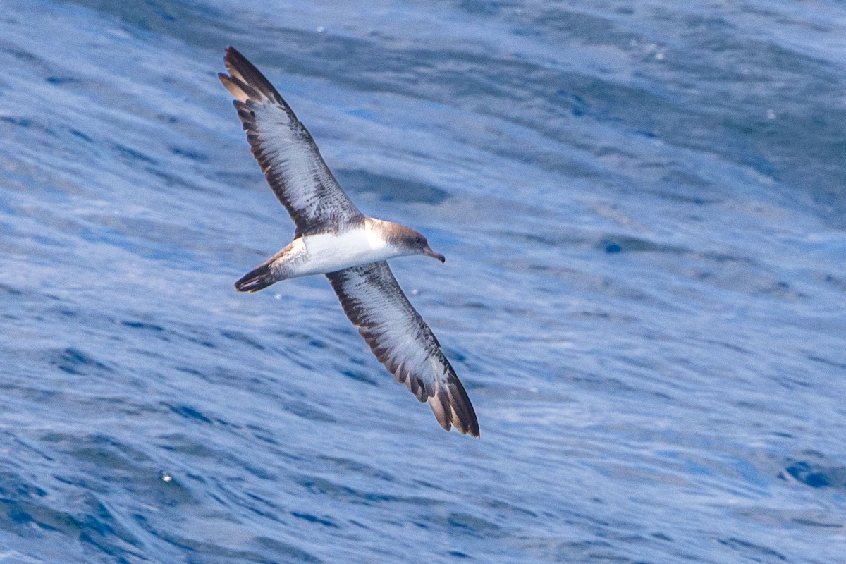 Pink-footed Shearwater - ML556966441