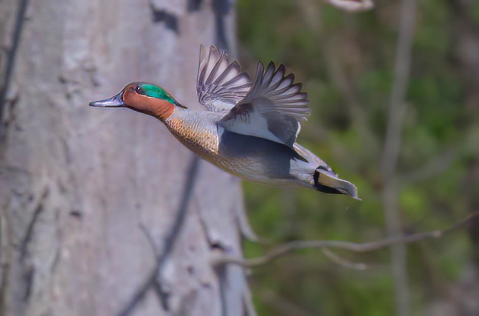 Green-winged Teal - ML556967071