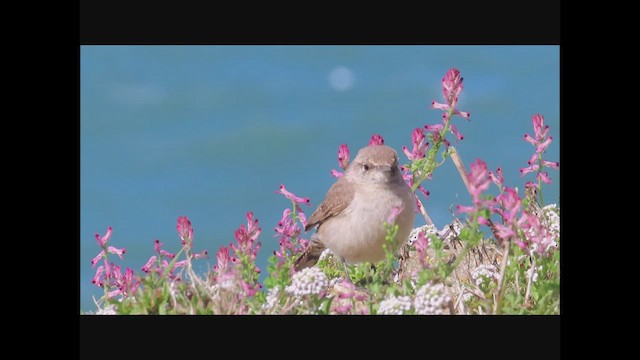 Rock Wren - ML556967921