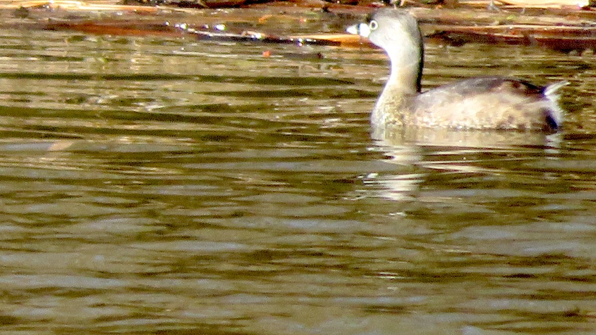Pied-billed Grebe - ML556968481