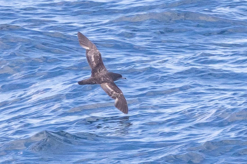 Pink-footed Shearwater - ML556969041