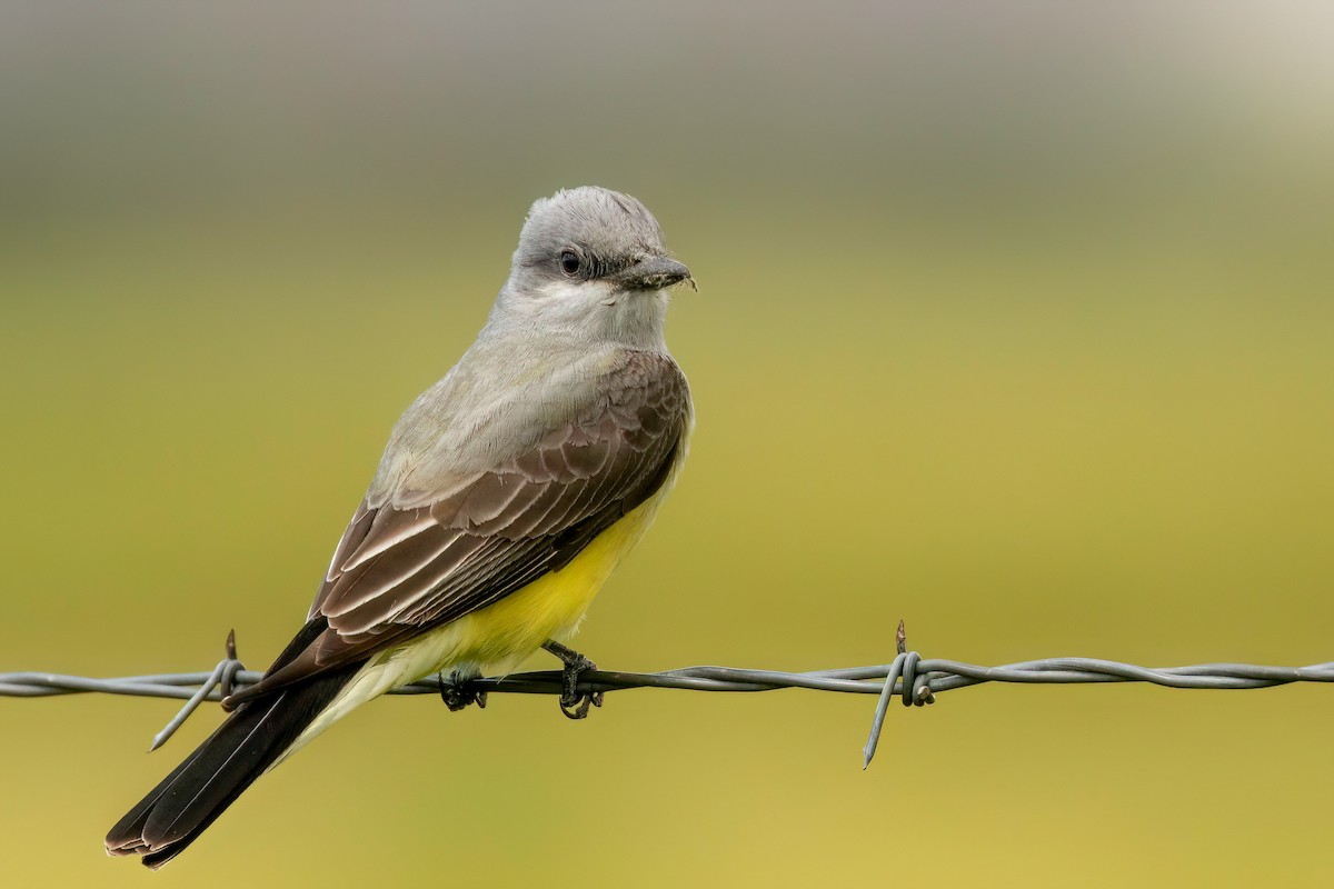 Western Kingbird - ML556970421