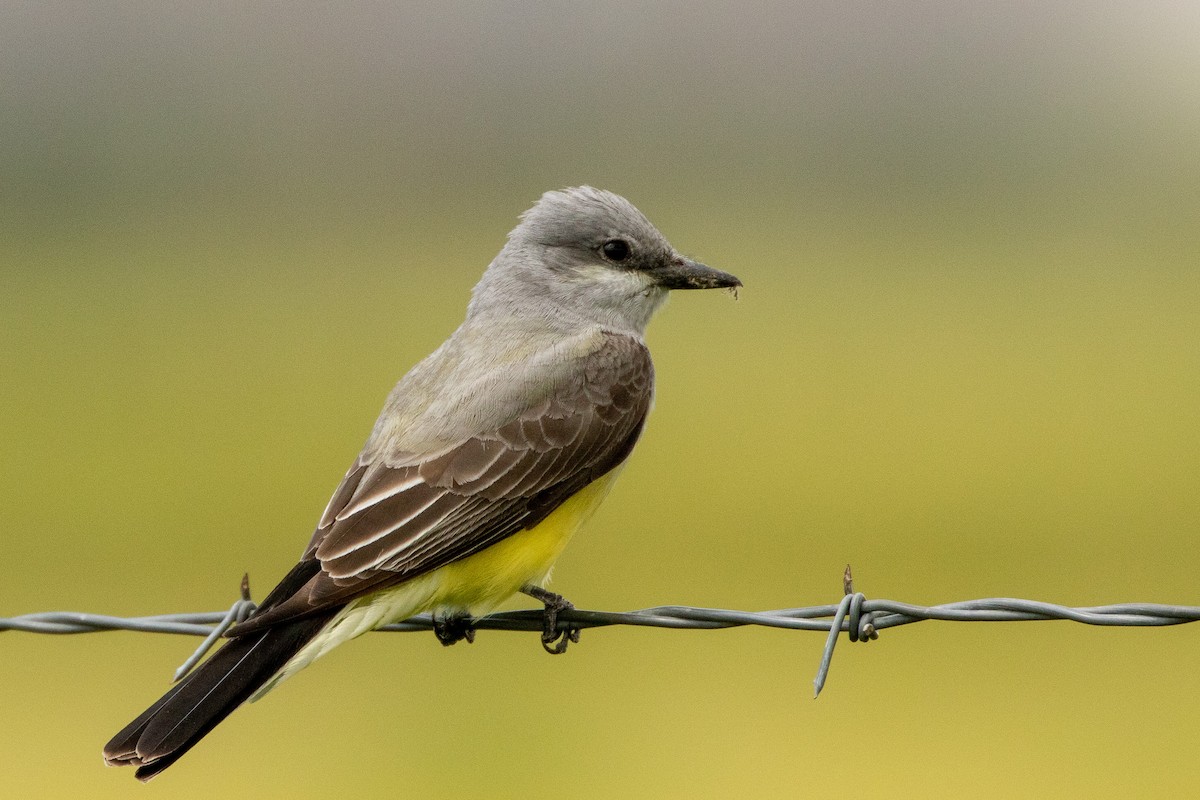 Western Kingbird - ML556970431