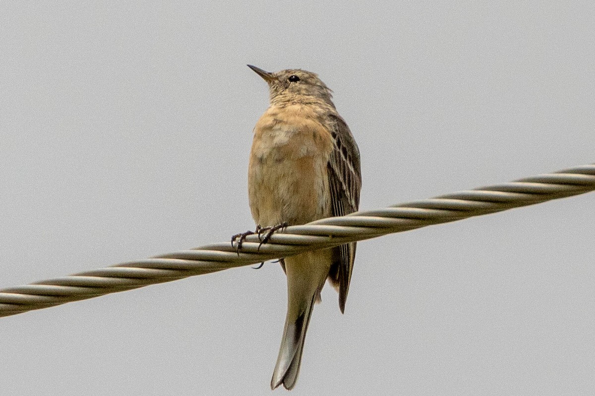 American Pipit - ML556970531