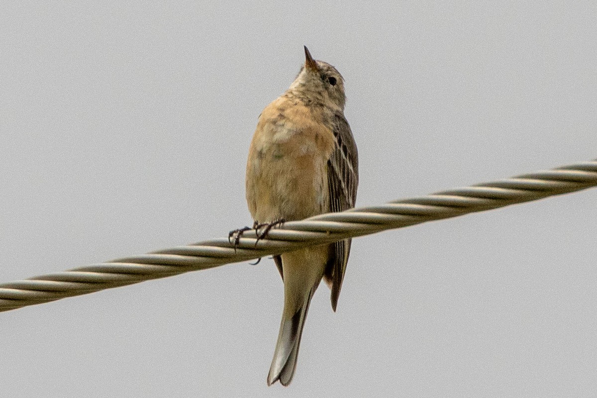 American Pipit - ML556970541