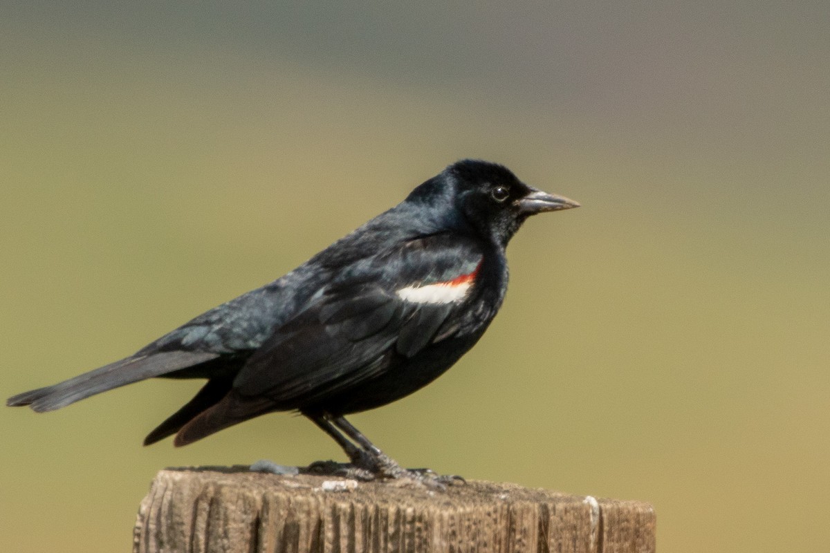 Tricolored Blackbird - ML556971431