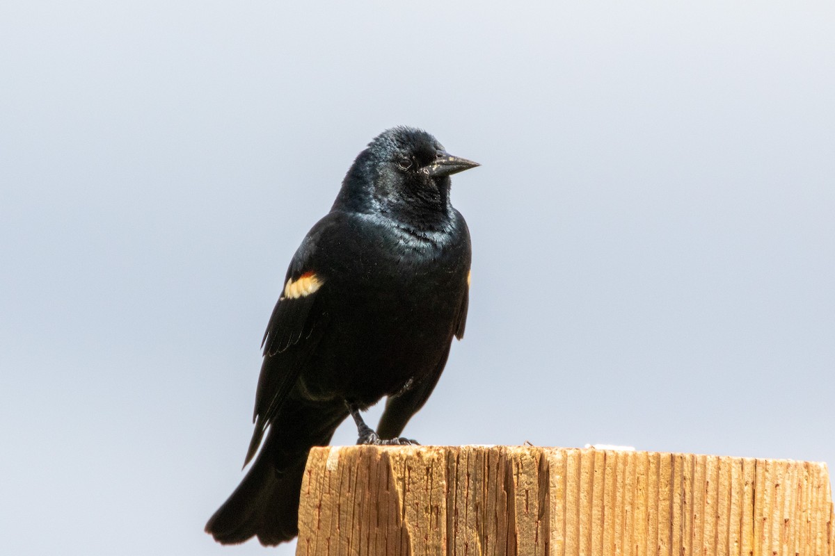 Tricolored Blackbird - ML556971441