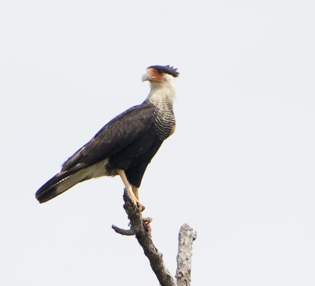 Crested Caracara - ML556976711