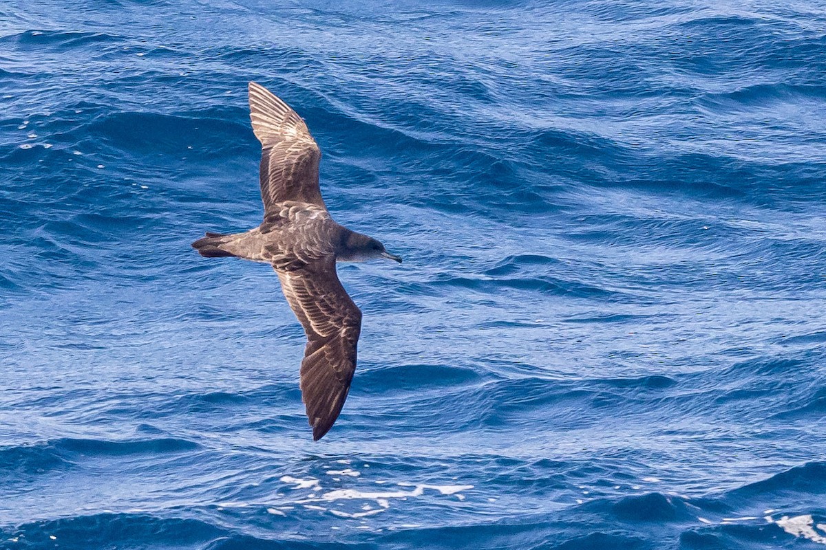 Pink-footed Shearwater - ML556977131