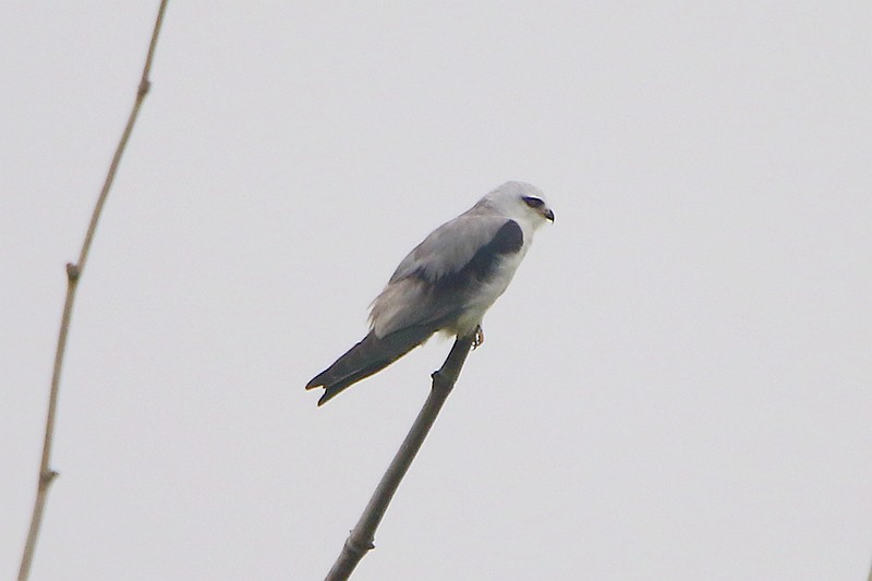 Black-winged Kite - ML55697741