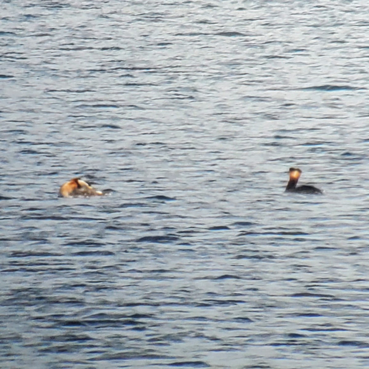 Red-necked Grebe - ML556977581